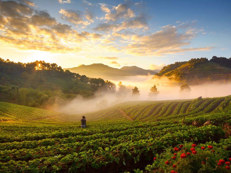 Harvest practices for strawberry